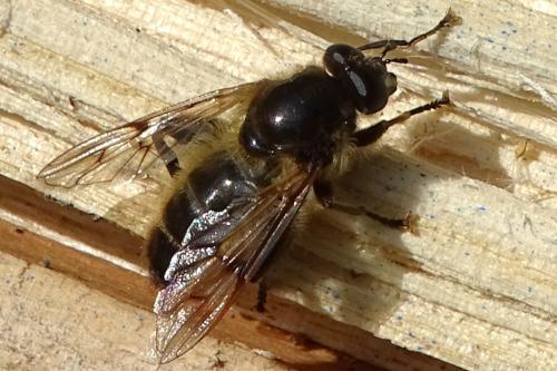 Brachypalpus valgus
